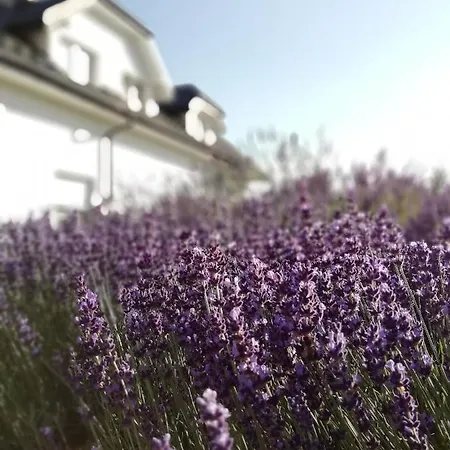 Проживание в семье Ruda Sowa