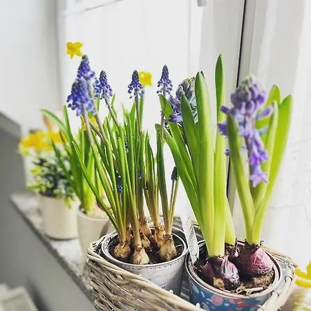 Ruda Sowa Проживание в семье Нова-Руда