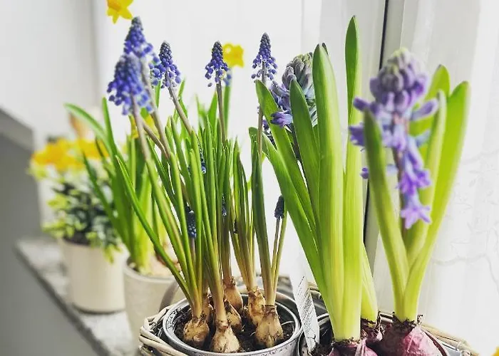 Ruda Sowa Homestay Nowa Ruda