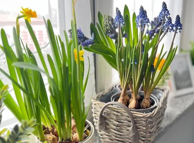 Homestay Ruda Sowa *